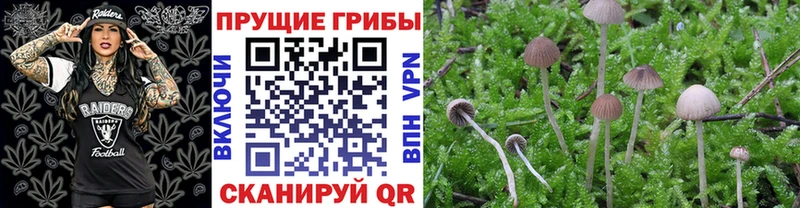 Купить закладки  Мосальск  Псилоцибиновые грибы Magic Shrooms 